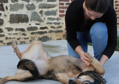 osteo canin Rennes